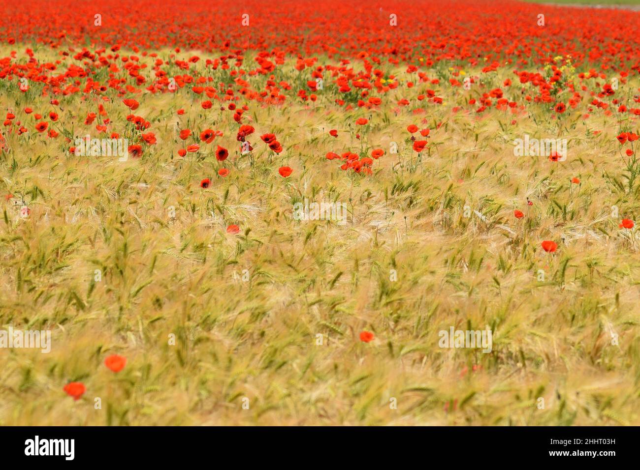 Champ de coquelicots en fleur Banque D'Images