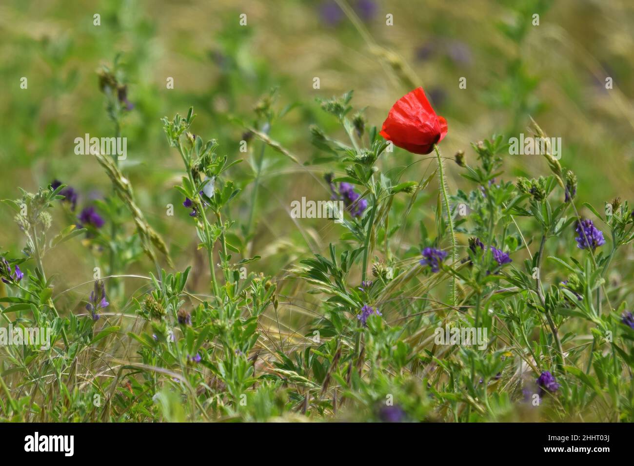 Champ de coquelicots en fleur Banque D'Images