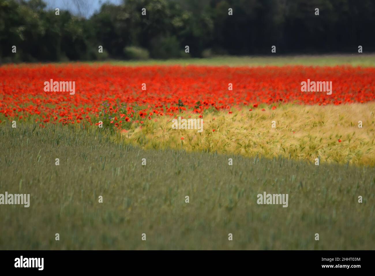 Champ de coquelicots en fleur Banque D'Images