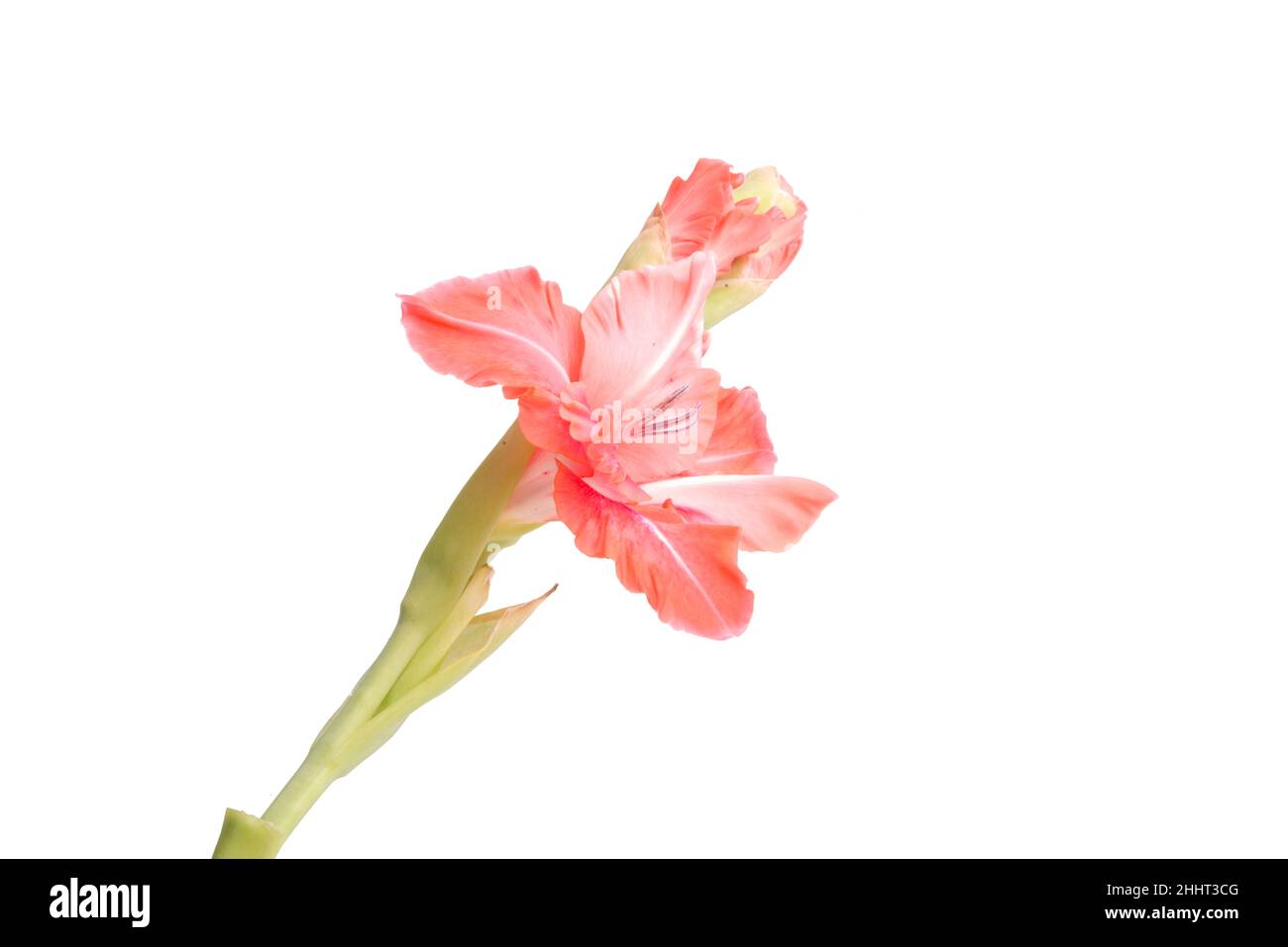 belle fleur de gladiolus rose vif isolée sur blanc Banque D'Images