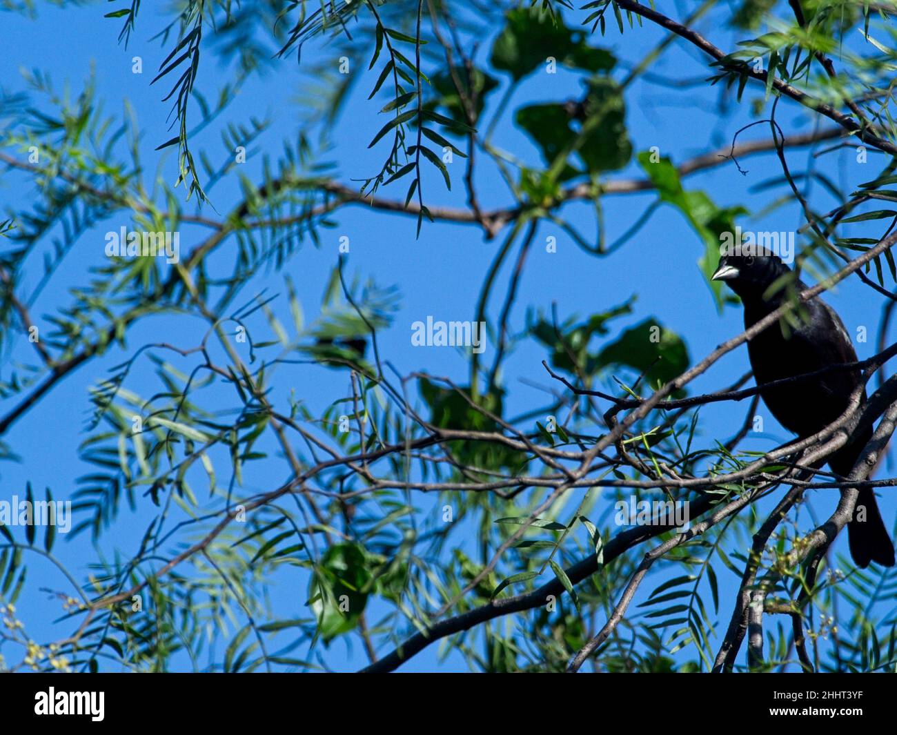 Portrait d'un oiseau noir à bec lisse Ani (Crotophaga ani) perché dans des branches Vilcabamba, Equateur. Banque D'Images