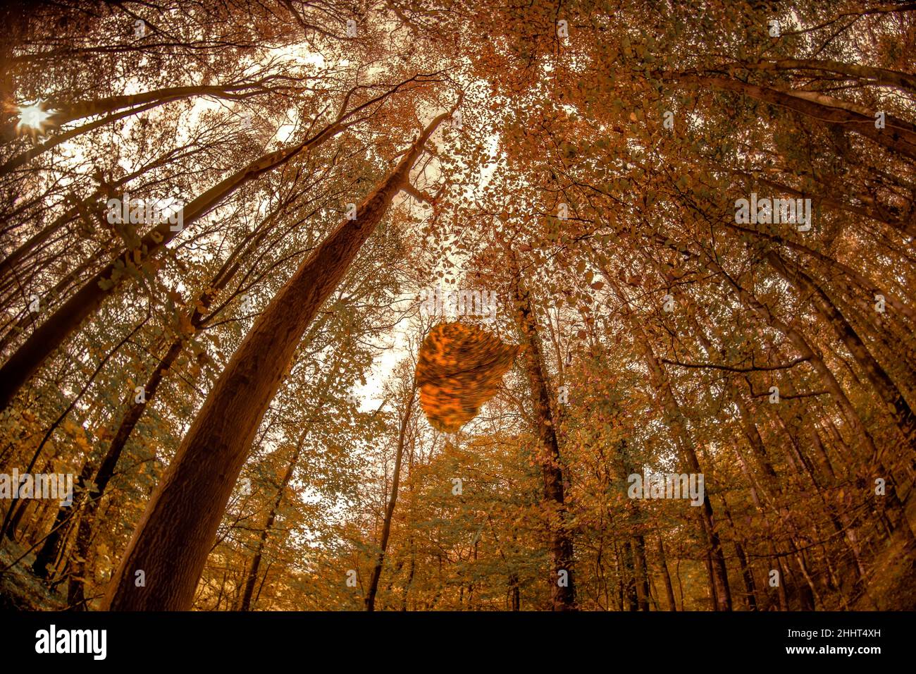 Forêt et petit bois en baie de somme Banque D'Images