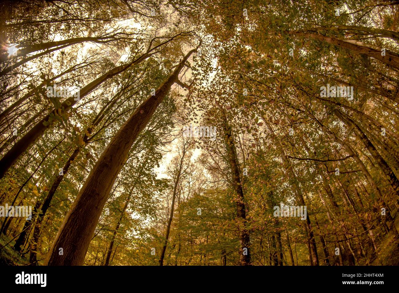 Forêt et petit bois en baie de somme Banque D'Images