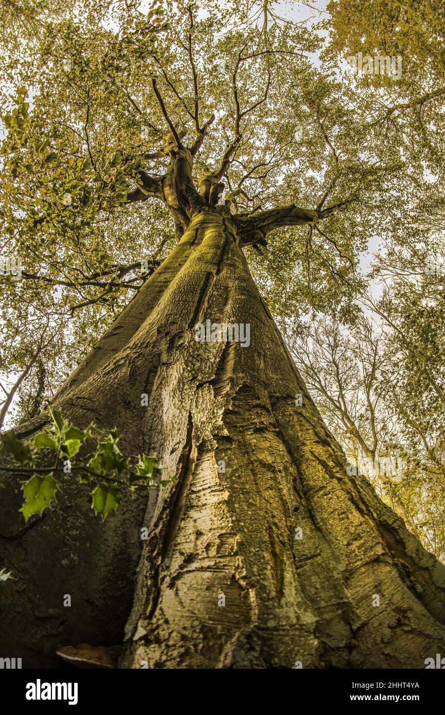 Forêt et petit bois en baie de somme Banque D'Images