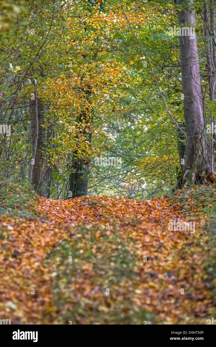 Forêt et petit bois en baie de somme Banque D'Images