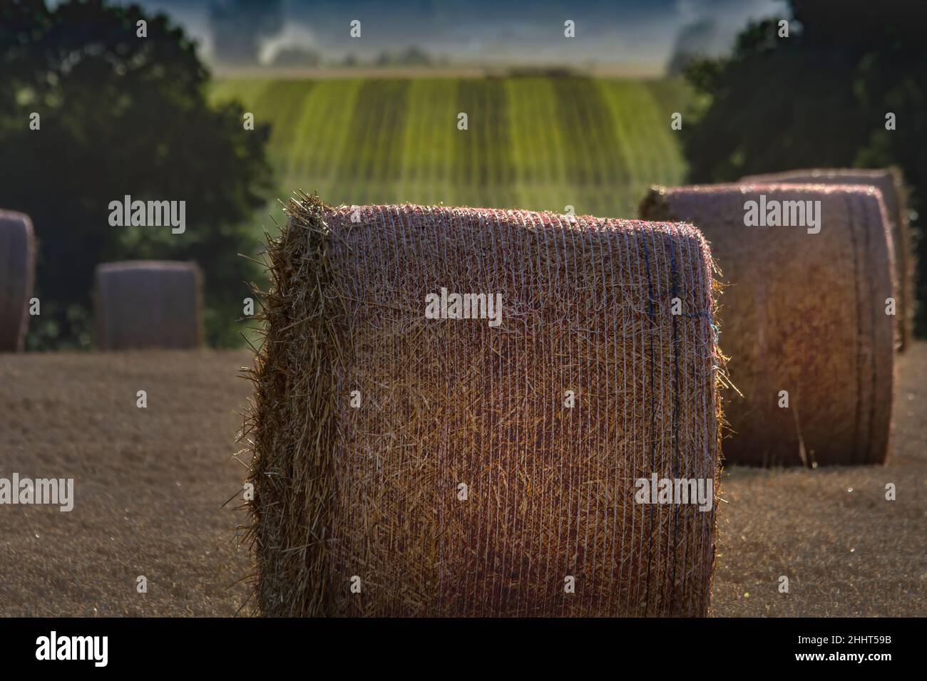 champs dans le nord de la France, routes de paille et labeurs Banque D'Images