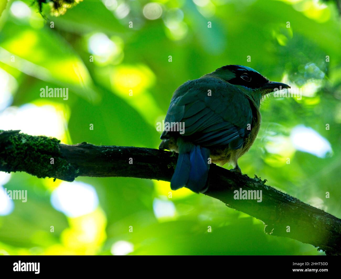 Portrait en gros plan d'un oiseau tropical coloré Motmot à couronne bleue (Momotus momota) perché sur la branche à Vilcabamba, en Équateur. Banque D'Images