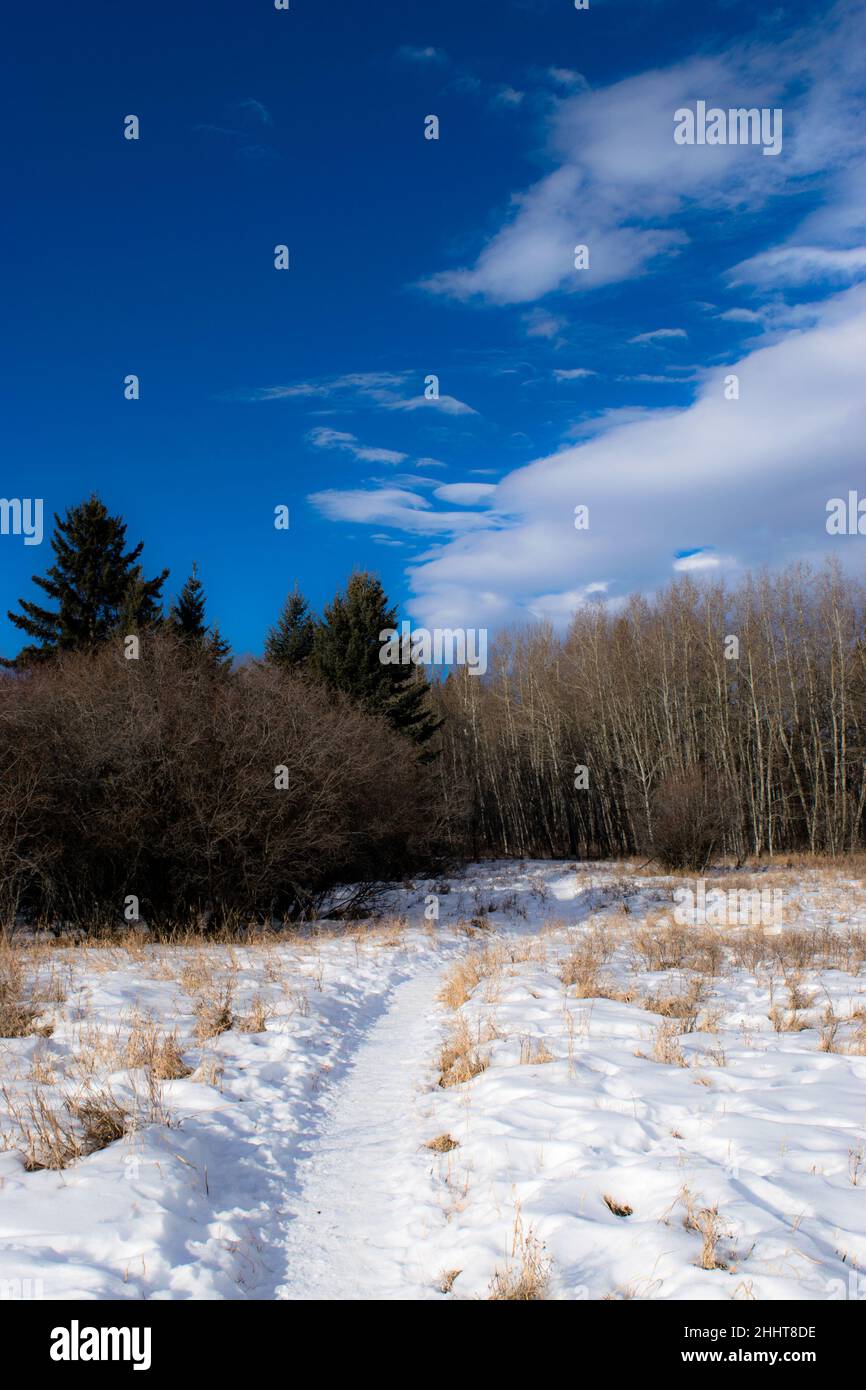 Paysage urbain de sentier de parc Banque D'Images