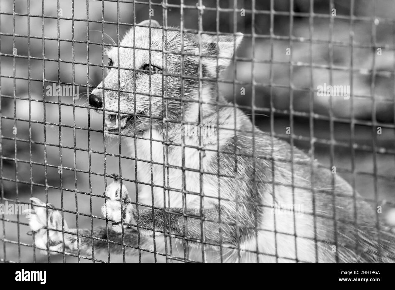 Renard arctique gris derrière les barres, portrait en gros plan Banque D'Images