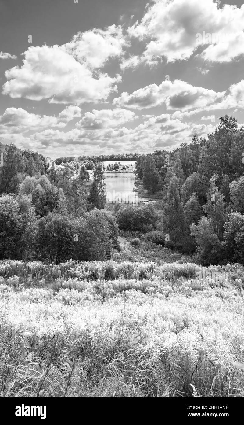 Solidago canadensis fleurit en jaune vif sur la pente du ravin en automne.Paysage naturel russe Banque D'Images