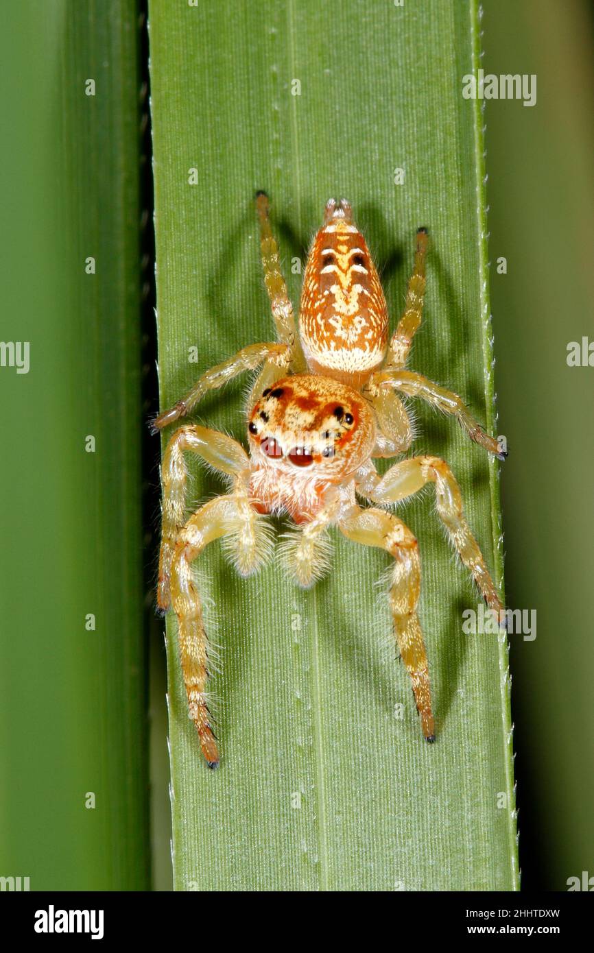 Araignée de saut de jardin, Opisthoncus parcedentatus.Coffs Harbour, Nouvelle-Galles du Sud, Australie Banque D'Images