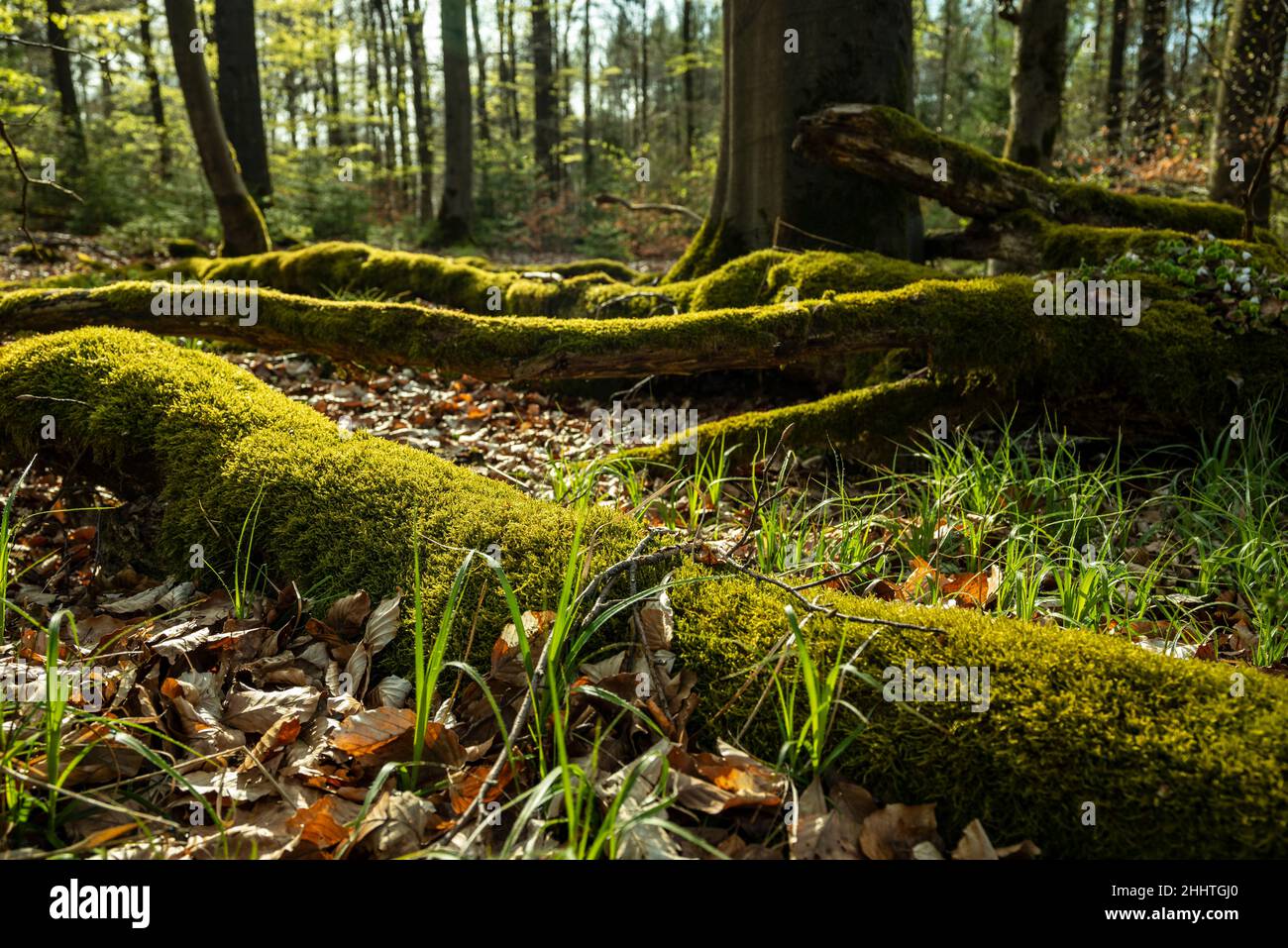 Gros plan d'une branche de bois mort recouverte de mousse sur le plancher de la forêt près d'Amelgatzen, Weserbergland, Basse-Saxe, Allemagne Banque D'Images