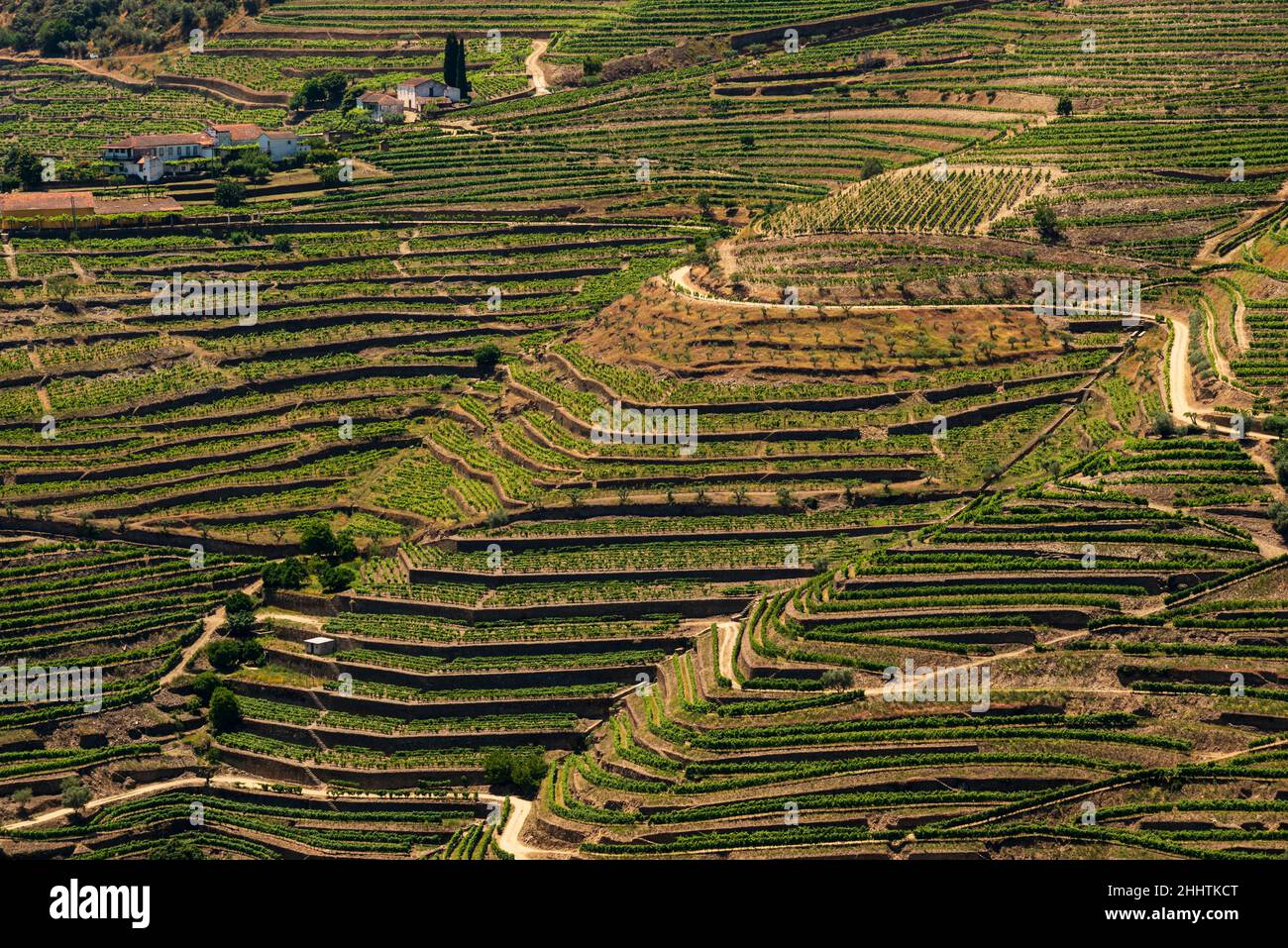 Photo plein cadre des vignobles près du village de Pinhão, vallée du Douro, quartier de Vila Real, quartier de Viseu, Portugal Banque D'Images