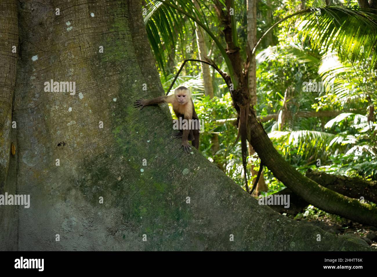 Le Capuchin panaméen à tête blanche (imitateur du Cebus), également connu sous le nom de Capuchin panaméen ou d'Amérique centrale à tête blanche, est debout dans un arbre Banque D'Images
