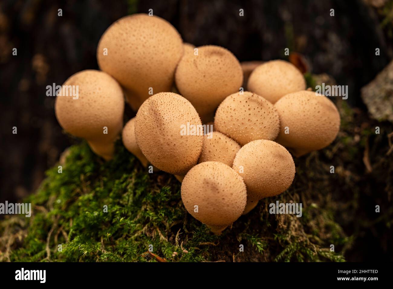 Grappe de champignons forestiers brillants en forme de boule, probablement de boulettes de poire (Apioperdon pyriforme), sur un tronc d'arbre recouvert de mousse, Weser Uplands Allemagne Banque D'Images