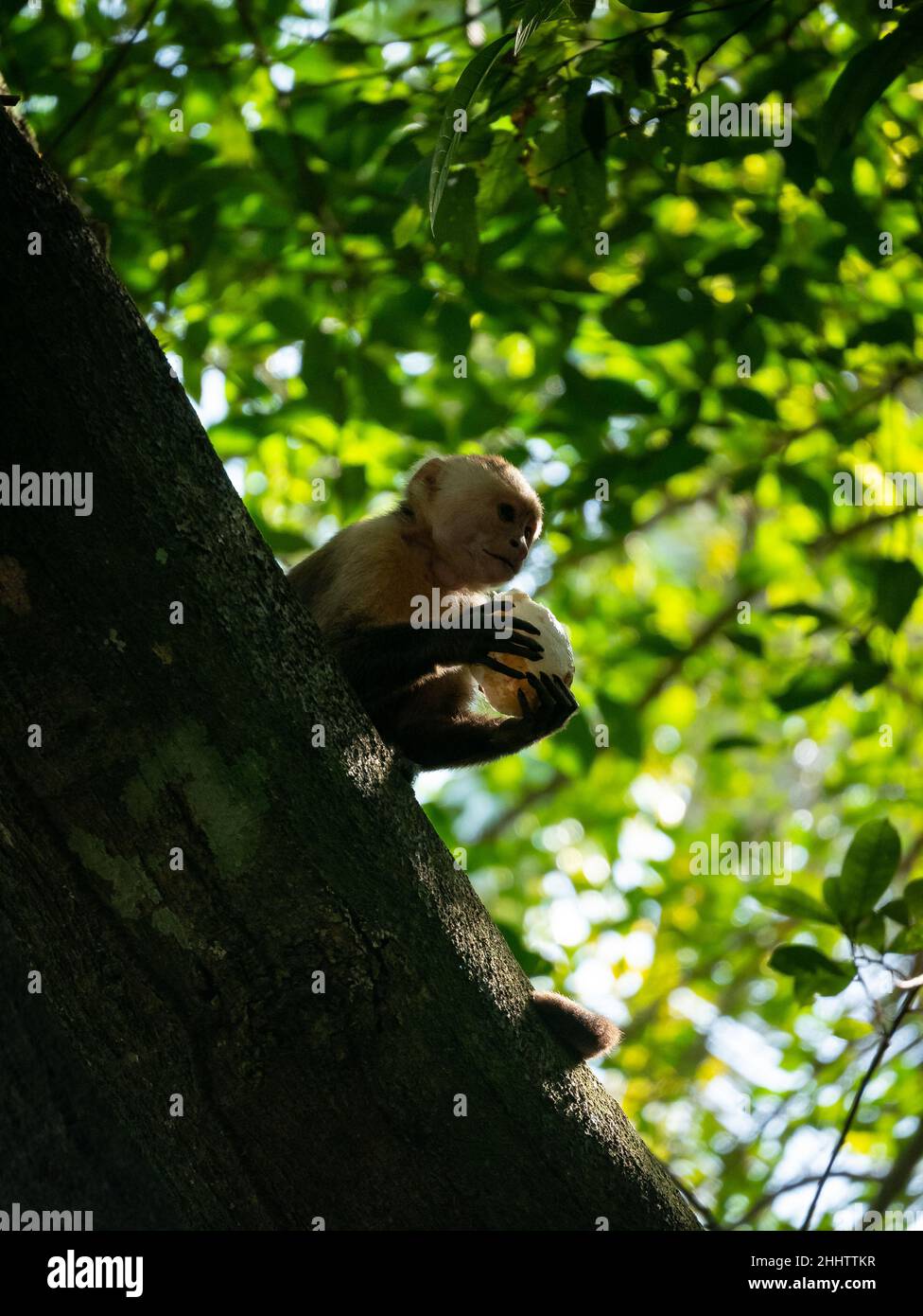 Le Capuchin panaméen à tête blanche (imitateur Cebus), également connu sous le nom de Capuchin panaméen ou d'Amérique centrale à tête blanche, est manger une pièce de coco Banque D'Images