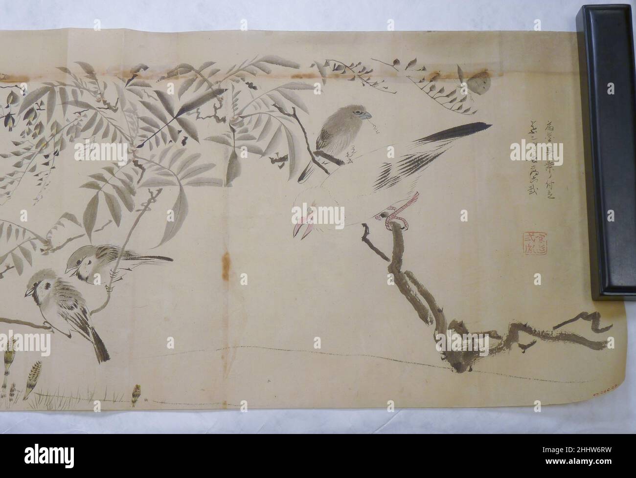 Dessin japonais début du 19th siècle Japon dessin d'oiseaux sur une vigne de wisteria.Dessin japonais.Japon. Début du 19th siècle.Sur papier.Période Edo (1615–1868).Peintures Banque D'Images