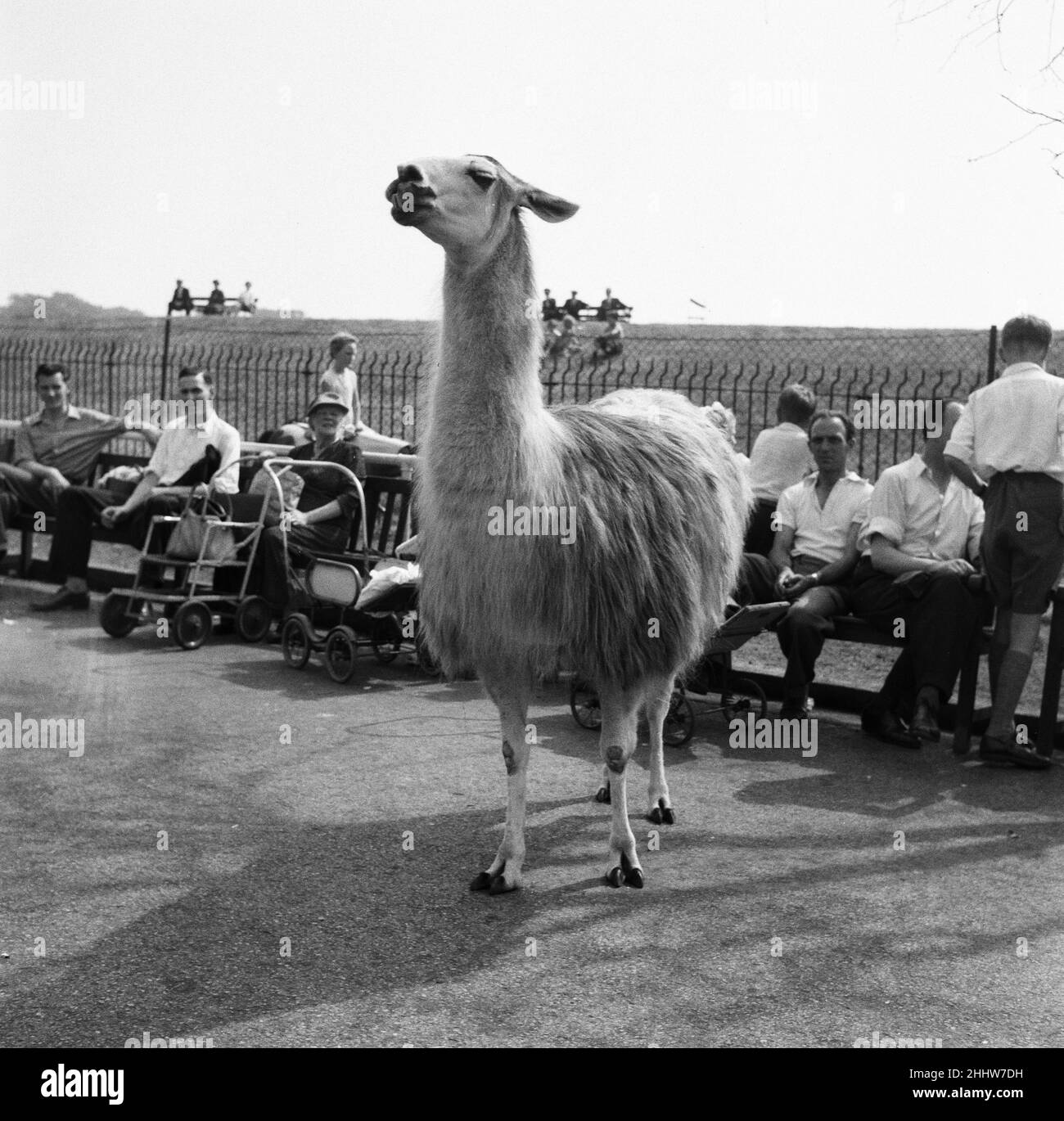 HeatWave au zoo de Londres.22nd août 1955. Banque D'Images