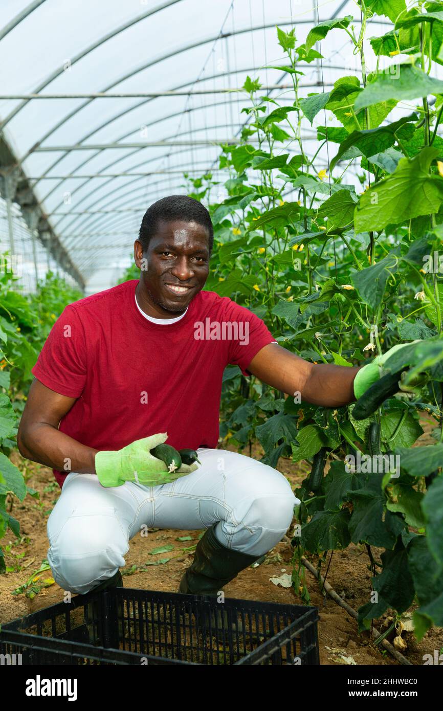 Souriant fermier afro-américain récolte des concombres Banque D'Images