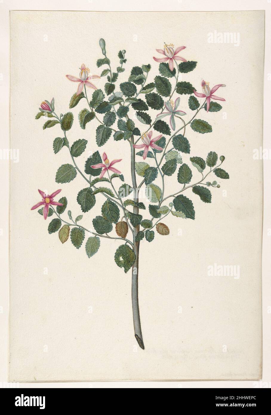 Etude d'une plante avec des fleurs rouges-pourpre (Sebastiana africana purpurea) 1695 Maria Monninckx.Étude d'une plante à fleurs rouges-pourpre (Sebastiana africana purpurea) 426478 Banque D'Images