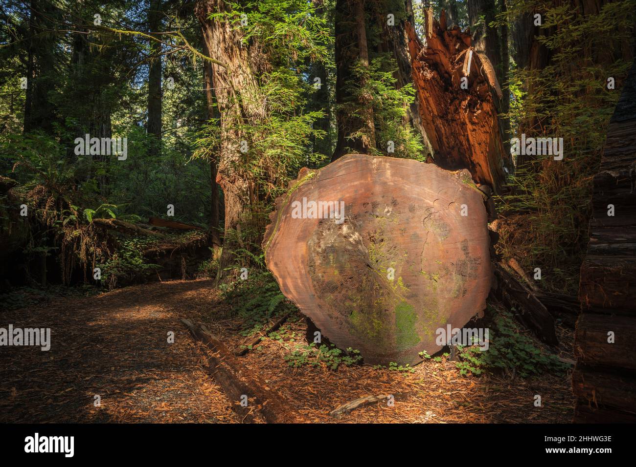 Bois de séquoia durable.Transformation du bois de la forêt à la scierie.Coupe en séquoia. Banque D'Images