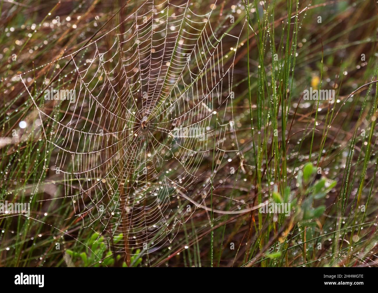 Toile d'araignée avec des gouttes d'eau déposées Banque D'Images