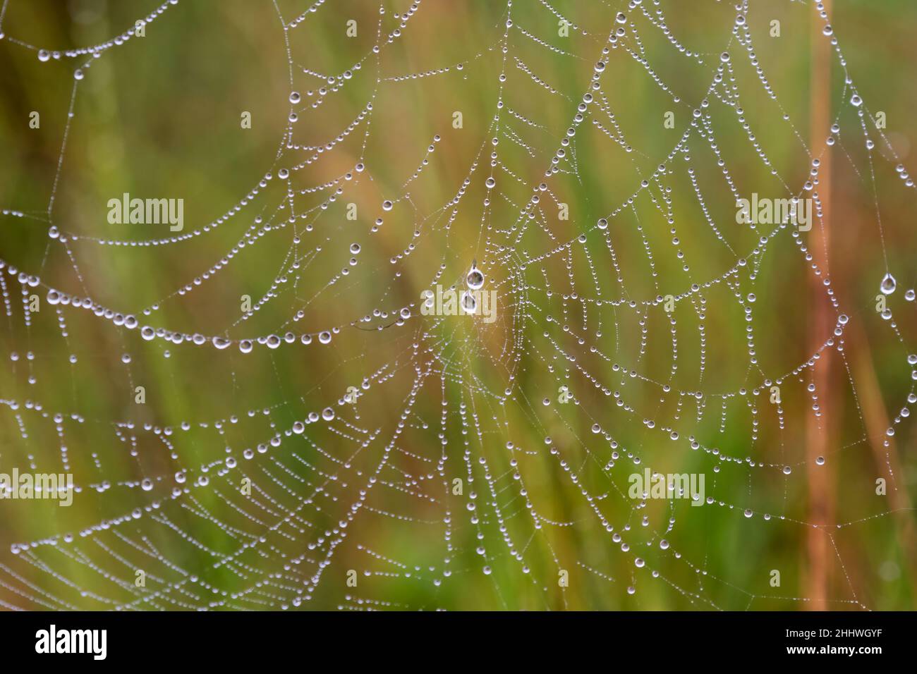 Toile d'araignée avec des gouttes d'eau déposées Banque D'Images