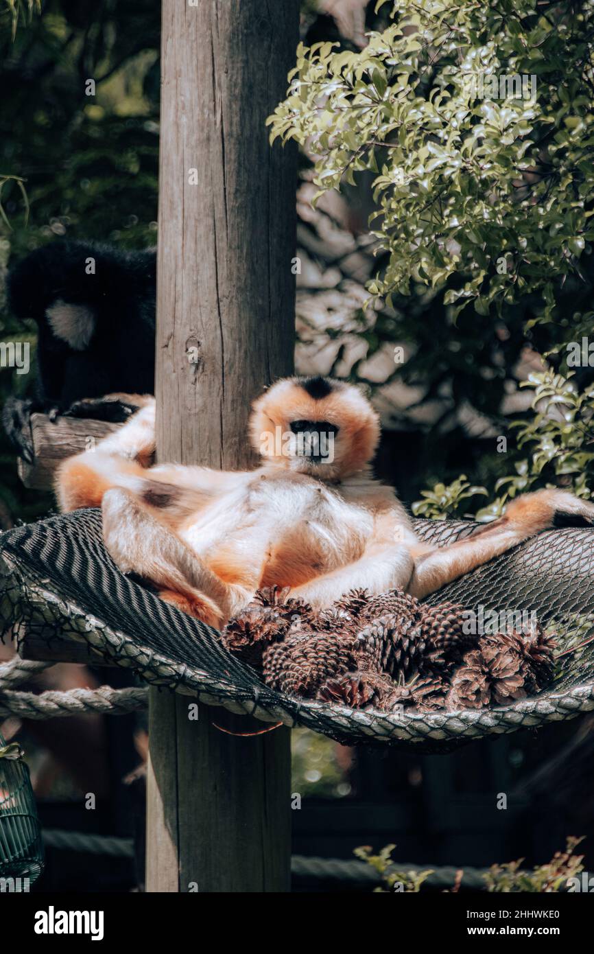 Gibbon à chetée blanche se prélassant Banque D'Images