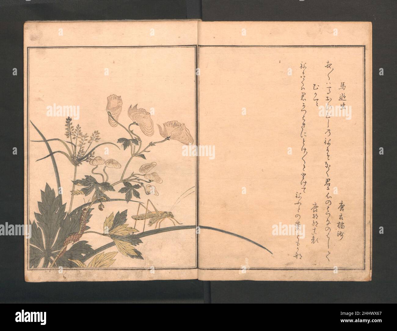 Livre photo des créatures rampantes (le livre des insectes) (Ehon mushi erami) probablement 1823 (édition ultérieure) Kitagawa Utamaro Japonais Utamaro était un élève du peintre de l'école Kanō Toriyama Sekien (1712–1788).Chaque double page d'illustration d'insectes et de reptiles a une paire de kyōka—'poèmes comiques sur les sentiments de l'amour'- inspiré par les images.Ici, le kyōka implique une cicada du soir et une araignée:cicada du soir, est-ce vous qui vole le bon moment pour voler dans les bras d'un autre?mais vous pleurez constamment comme une âme pauvre vivant un jour à la fois.Une araignée retournant à son nid me rappelle un homme furtivel Banque D'Images