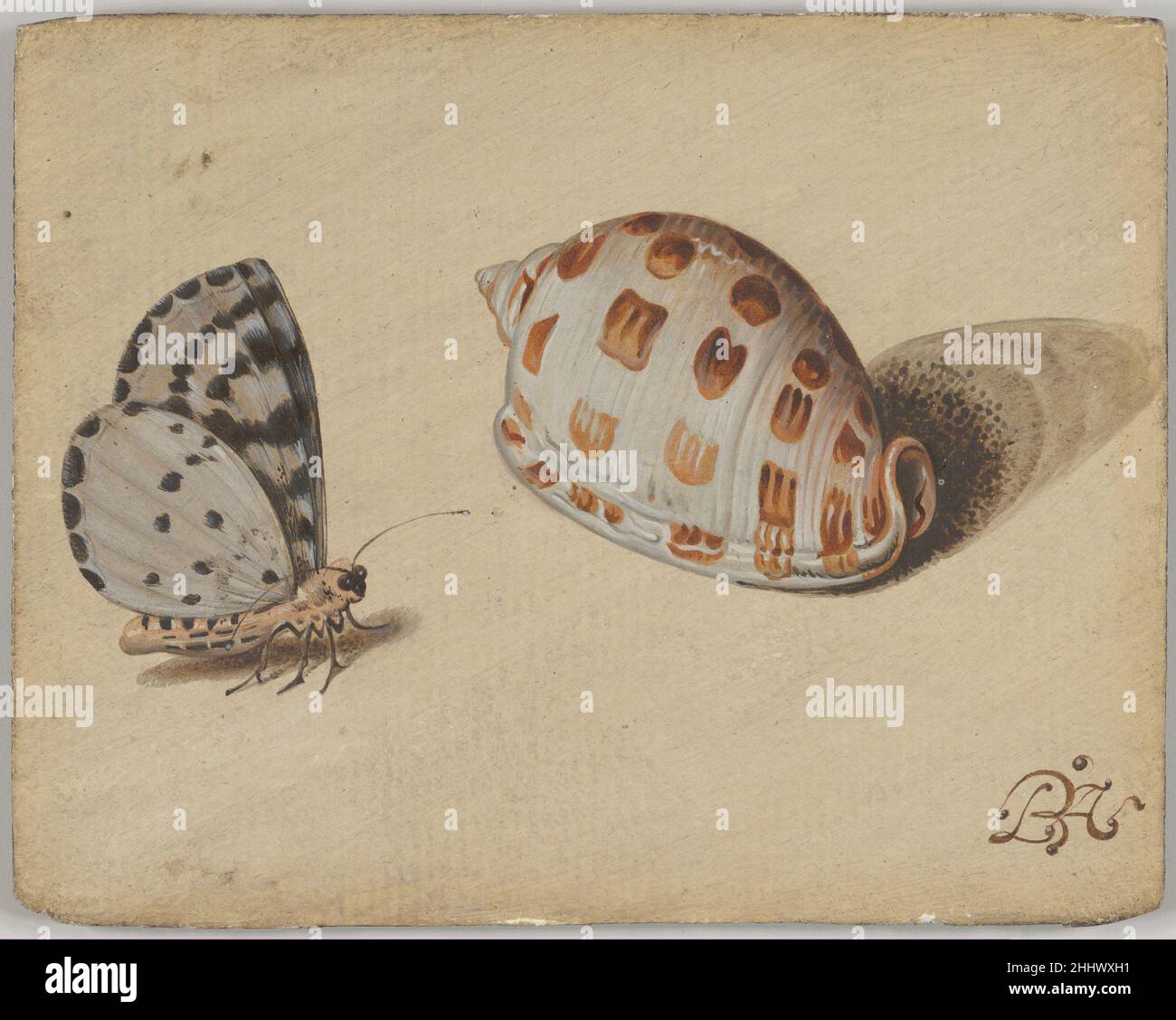 Un papillon bleu d'Arrowhead et une coquille de mer de Scotch Bonnet 17th siècle cercle de Balthasar van der AST Dutch Un nombre remarquable de dessins par le peintre de fleur encore-vie Balthasar van der AST est venu à nous.Ces images très détaillées montrant des plantes, des coquillages et des insectes rares et exotiques auraient servi de matériel de référence pour les peintures de van der AST :En effet, divers exemples peuvent être trouvés directement copiés dans ses complexes encore-vies.représenté ici est un papillon bleu d'Arrowhead, natif de l'Amérique du Nord, et un Scotch Bonnet Seashell, qui peut être trouvé principalement dans le nous Banque D'Images
