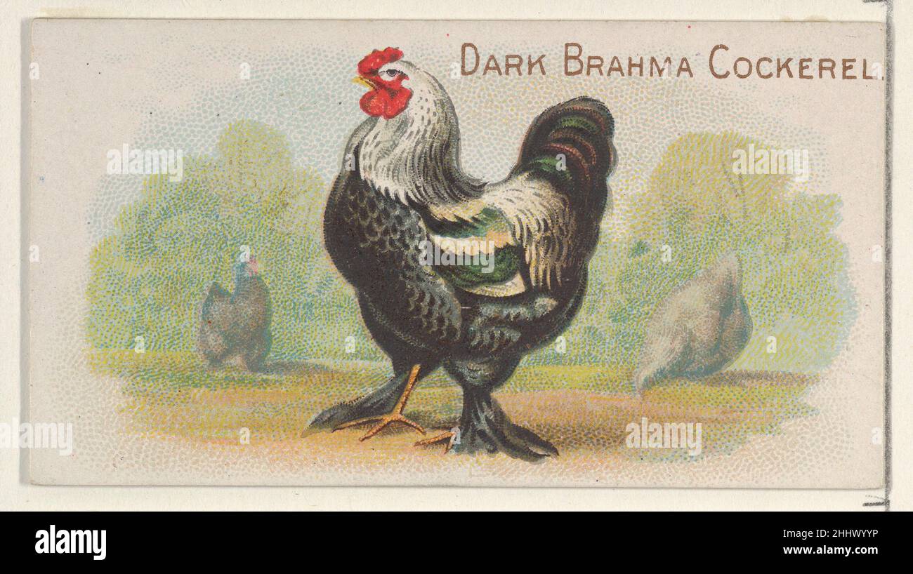 Dark Brahma Cockerel, de la série Prize and Game Chiles (N20) pour les cigarettes Allen & Ginter 1891 cartes Allen & Ginter American Trade de la série Prize and Game Chiles (N20), émises en 1891 dans un jeu de 50 cartes pour promouvoir les cigarettes Allen & Ginter.Dark Brahma Cockerel, de la série Prize and Game Chiles (N20) pour Allen & Ginter cigarettes 409030 Banque D'Images