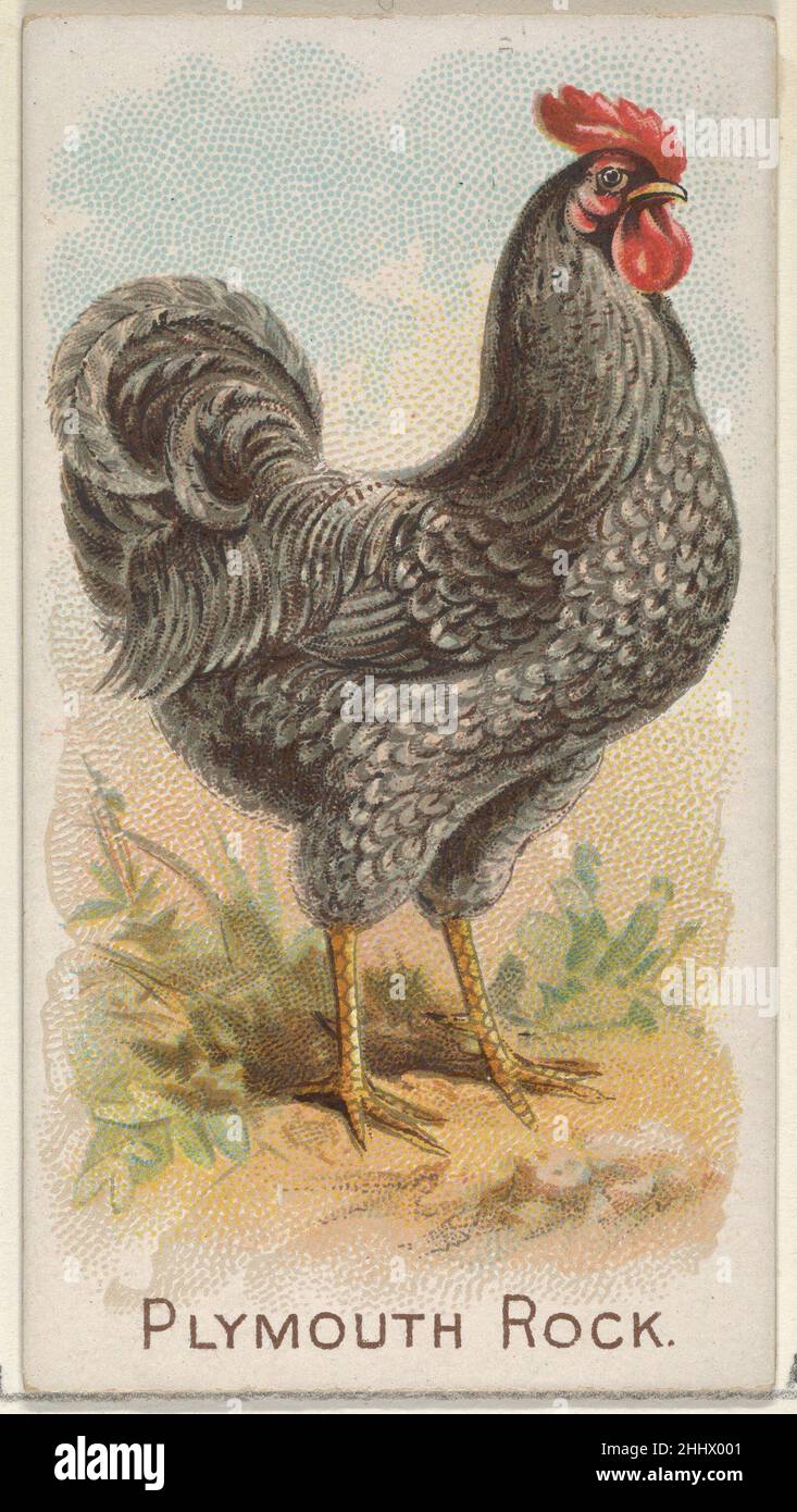 Plymouth Rock, de la série Prize and Game Chiles (N20) pour Allen & Ginter cigarettes 1891 cartes Allen & Ginter American Trade de la série « Prize and Game Chiles » (N20), émises en 1891 dans un jeu de 50 cartes pour promouvoir les cigarettes Allen & Ginter.Plymouth Rock, de la série Prize and Game Chiles (N20) pour Allen & Ginter cigarettes 409059 Banque D'Images