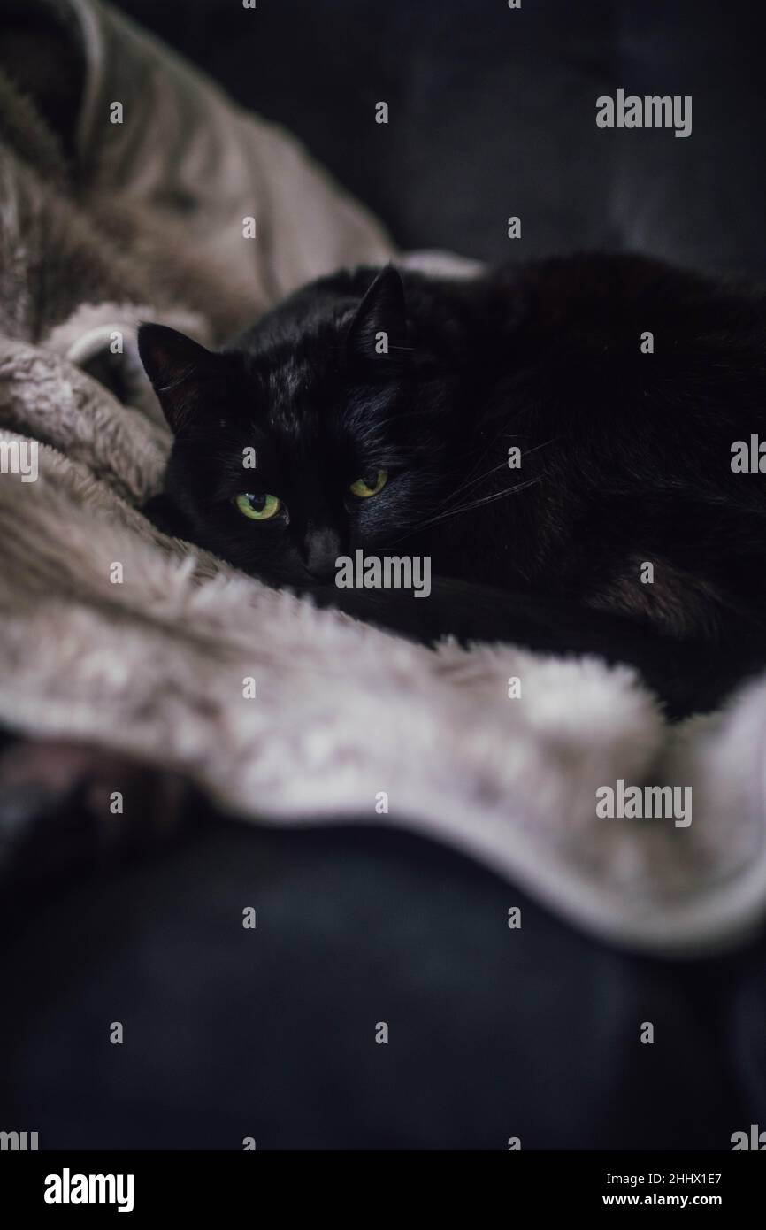chat noir avec les yeux verts se nappant sur la fausse fourrure grise sur le canapé noir Banque D'Images