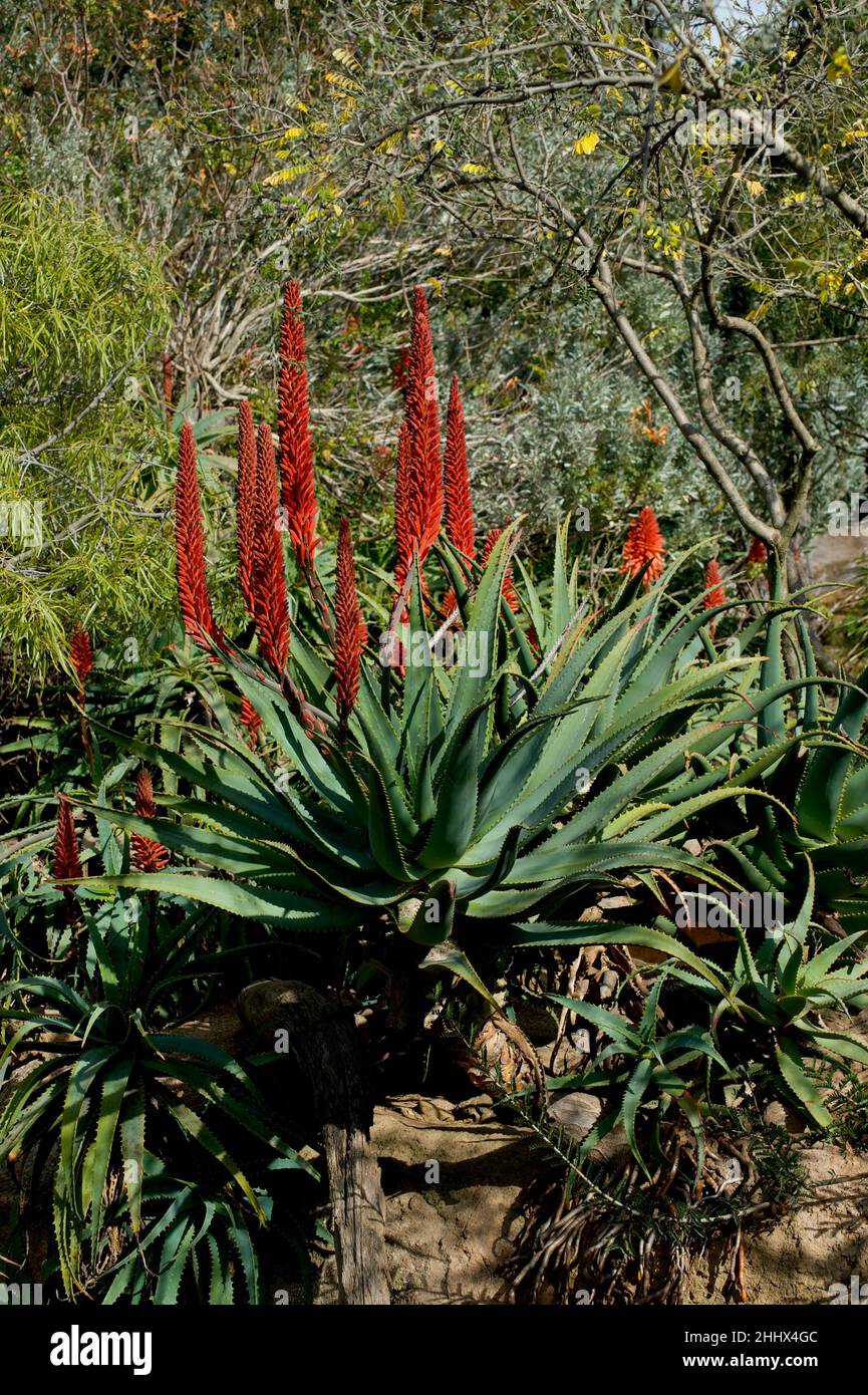 L'aloe Ferox (Agave) n'est pas originaire d'Australie, mais il semble aimer notre climat.Ce magnifique spécimen était en pleine croissance dans un jardin du zoo de Werribee. Banque D'Images