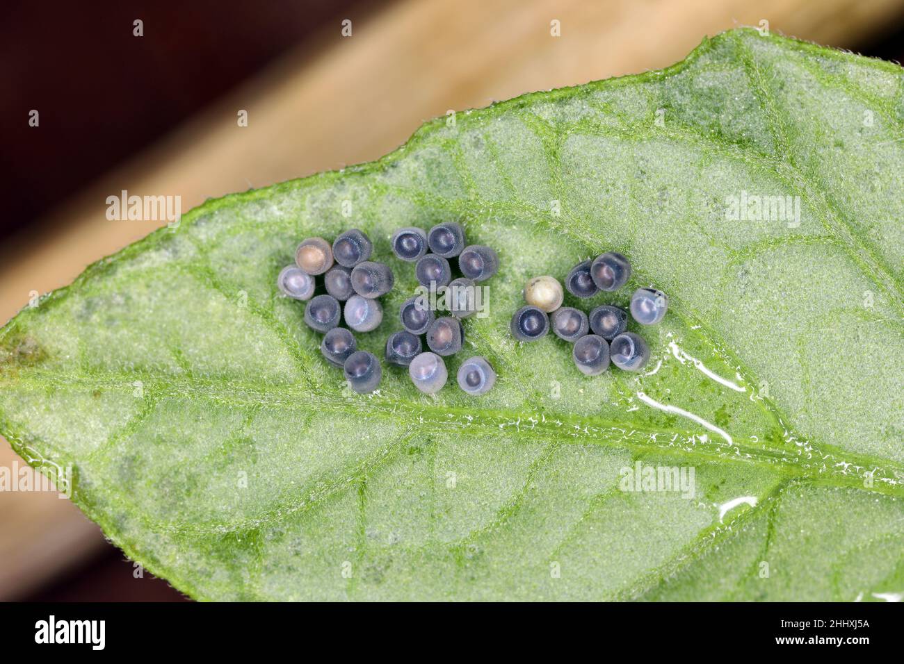 Stink aka Shield œufs de punaise sur la feuille de pomme de terre.Cluster strié. Banque D'Images