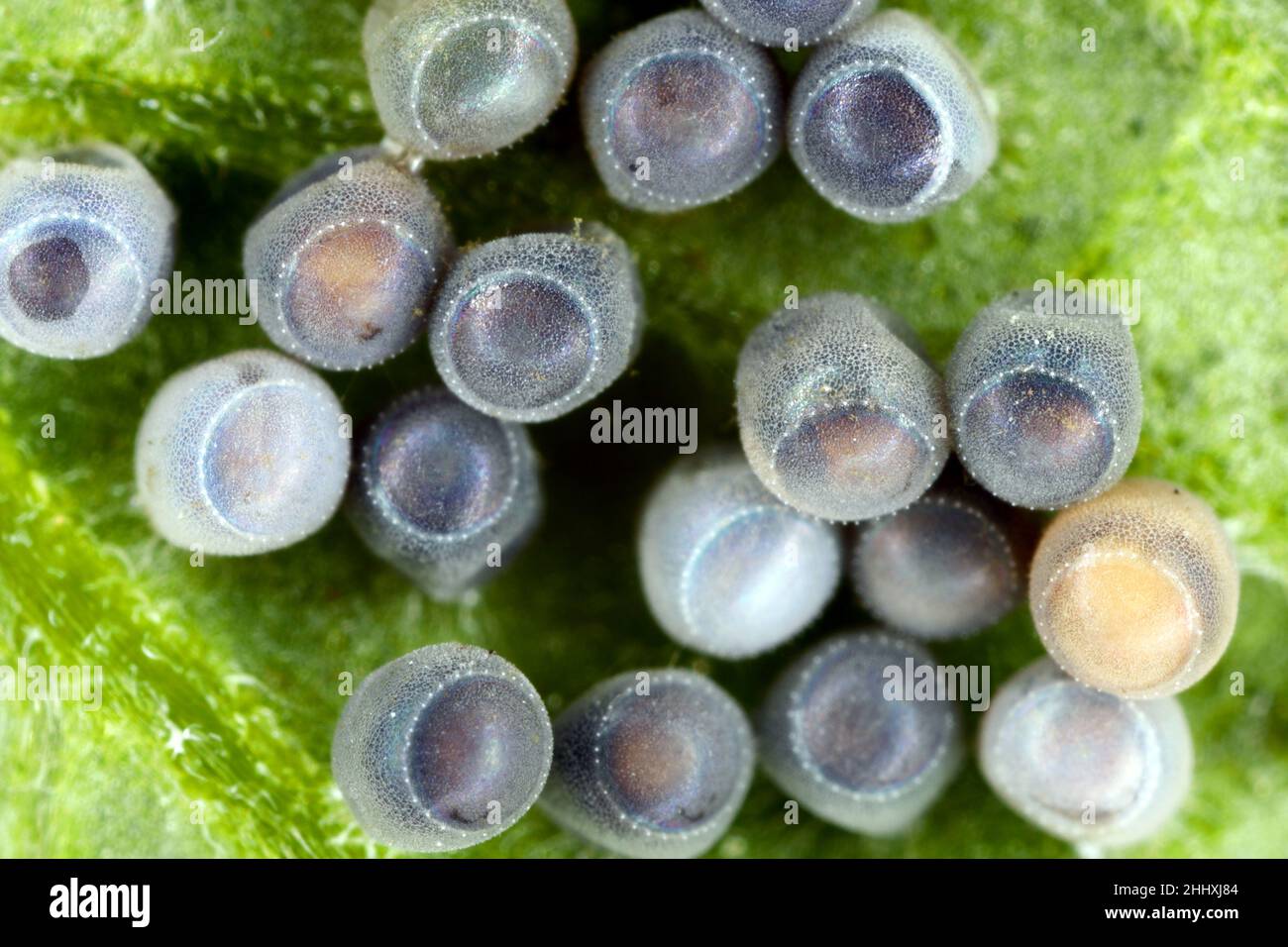 Stink aka Shield œufs de punaise sur la feuille de pomme de terre.Cluster strié. Banque D'Images