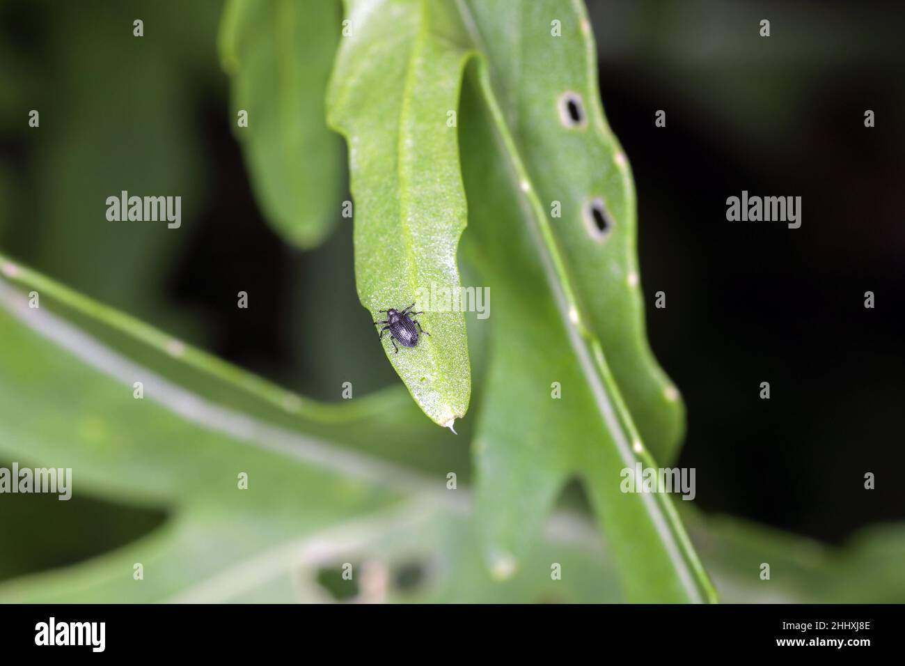 Un minuscule coléoptère du genre Ceutorhynchus sur une plante arugula endommagée - Eruca sativa. Banque D'Images