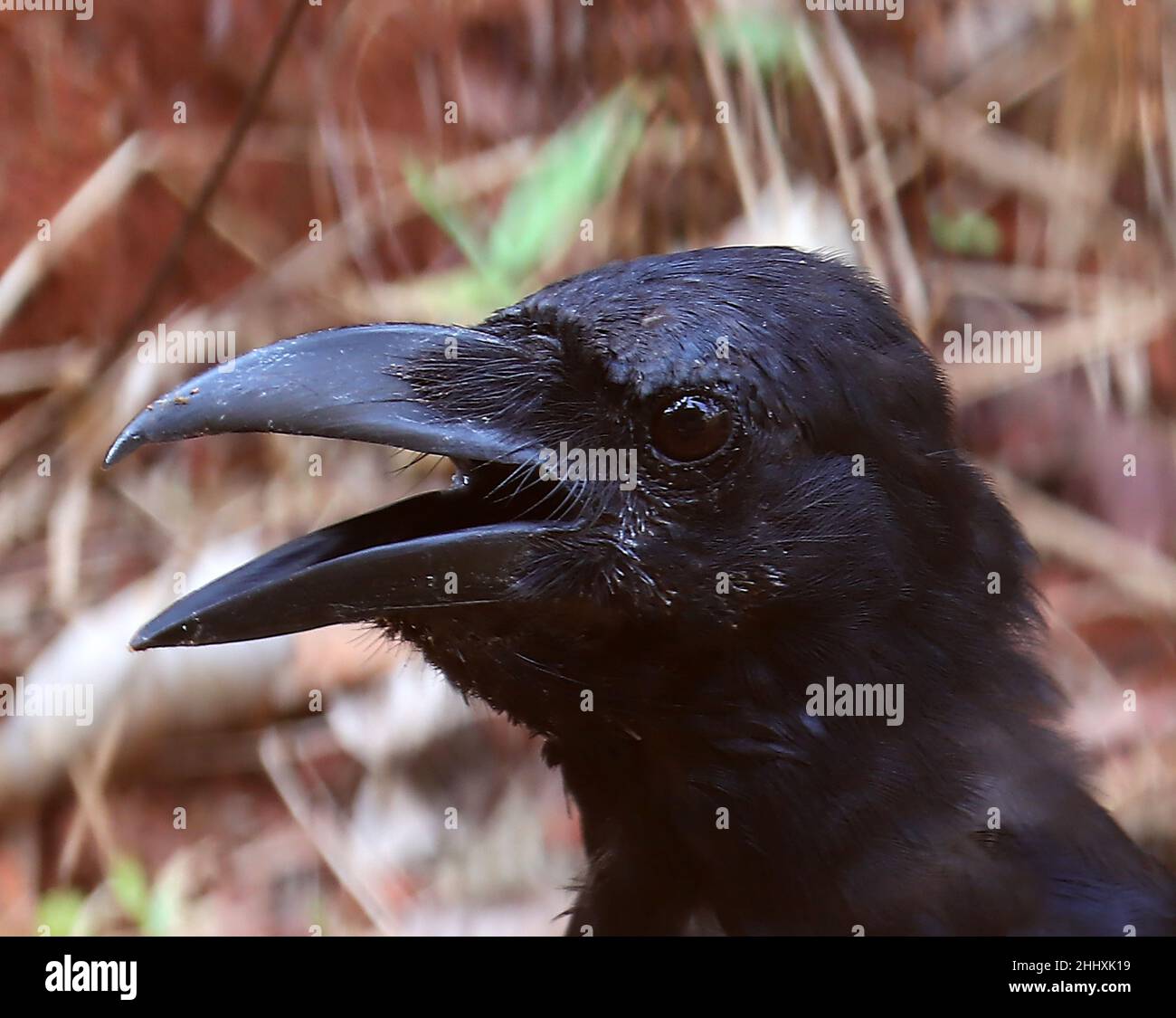 Portrait/gros plan d'un jeune corbeau de la jungle indienne Banque D'Images