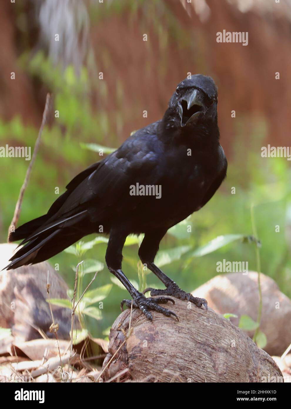 Portrait/gros plan d'un jeune corbeau de la jungle indienne Banque D'Images