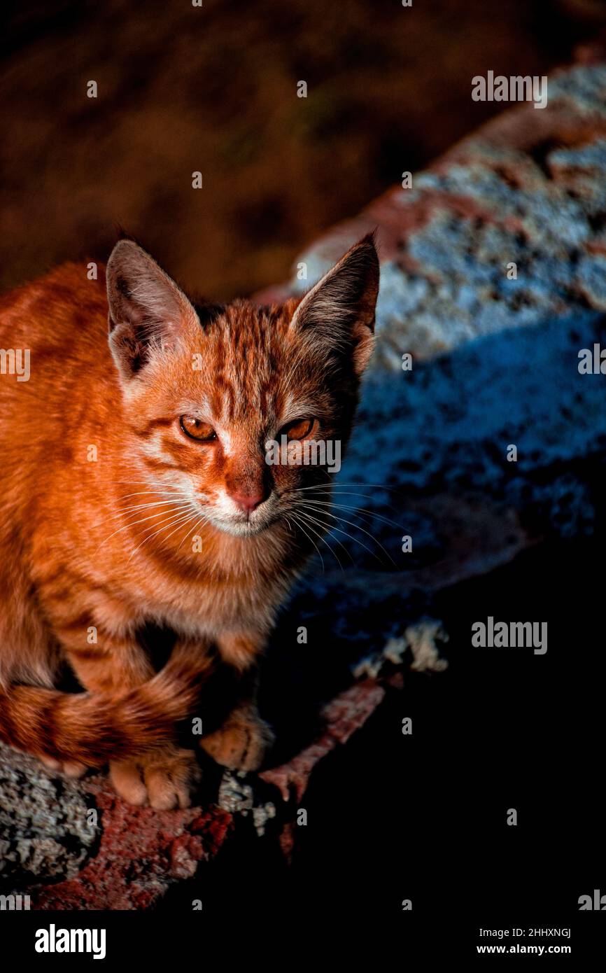le chat mignon a donné un look fâché au cameramen Banque D'Images