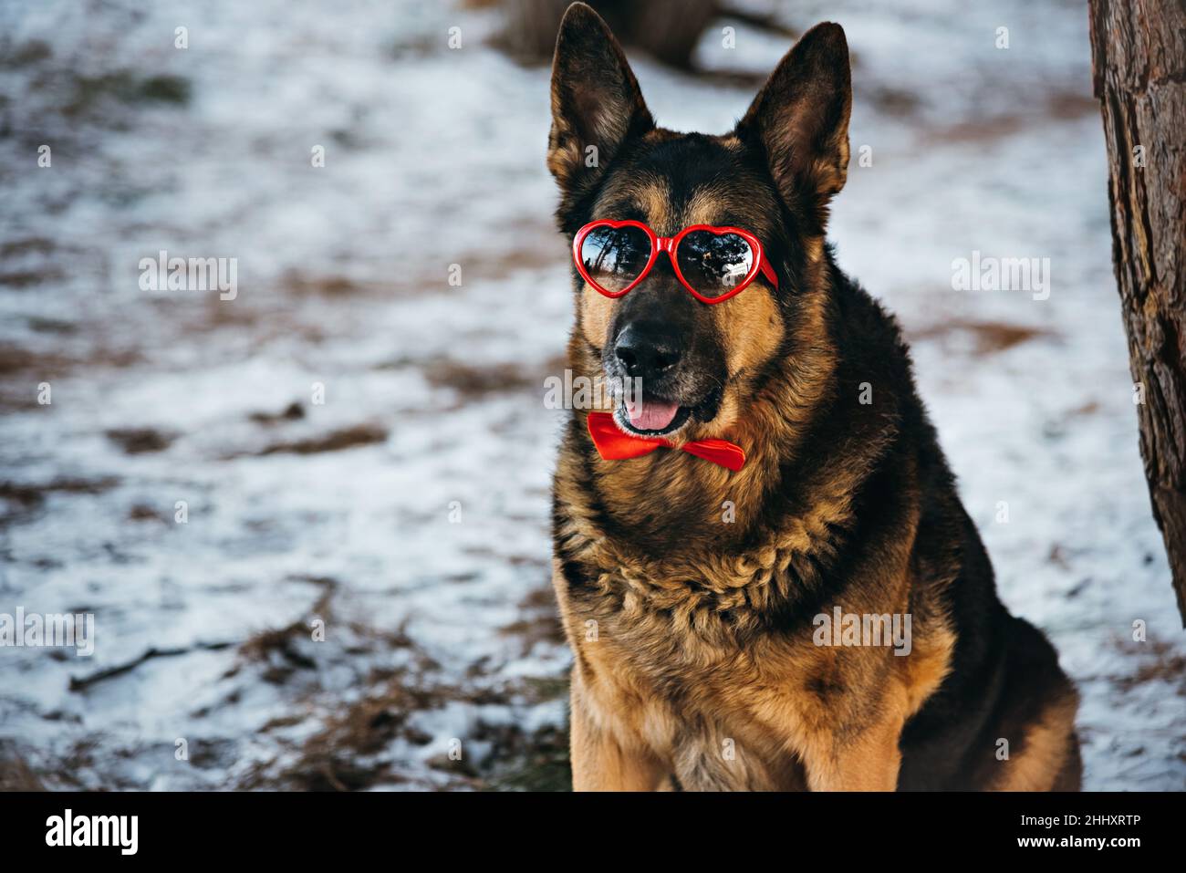 Le chien de race Sheepdog est habillé d'un noeud rouge et de lunettes en forme de coeur. Banque D'Images