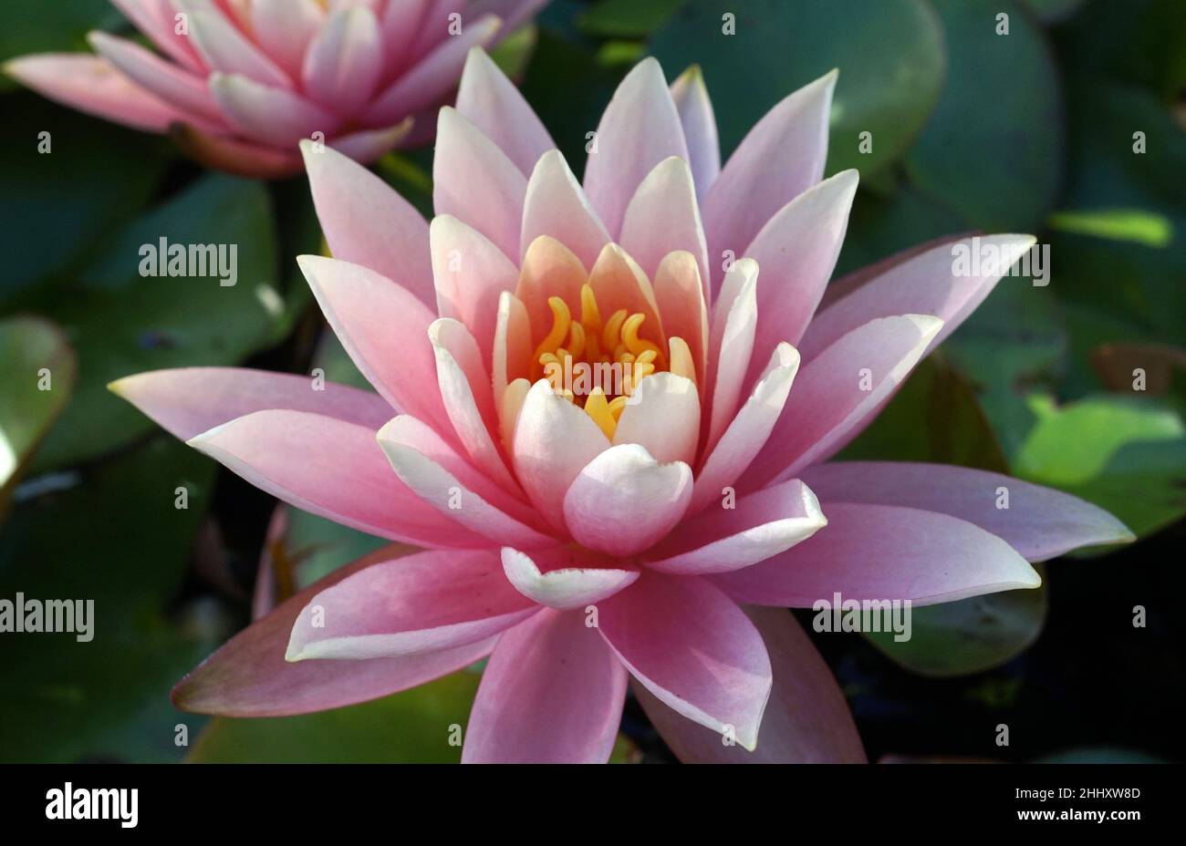 Deux nénuphars roses avec un cœur jaune flottant sur leurs feuilles Banque D'Images