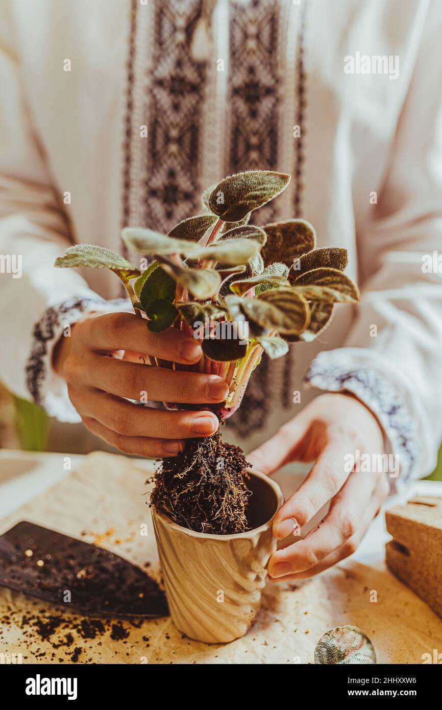 une jardinière féminine en chemise ethnique brodée plante le germe violet à la maison dans un pot de fleur en céramique.Photo verticale.Mise au point sélective douce Banque D'Images