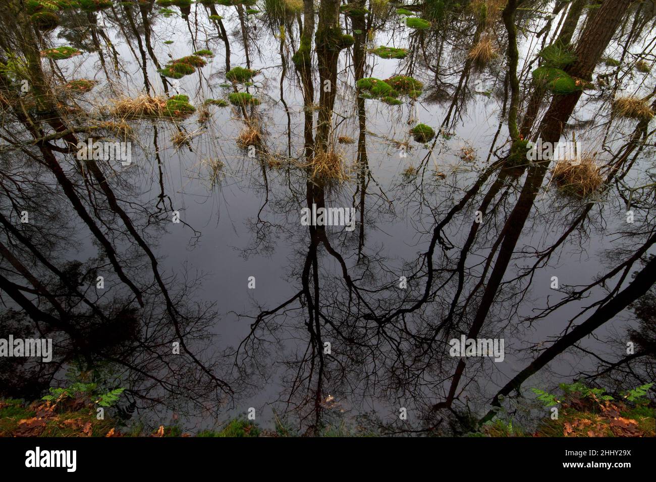 Paysage sombre, bouleau, herbe et mousse dans un marais, arbres reflétés dans l'eau sombre Banque D'Images