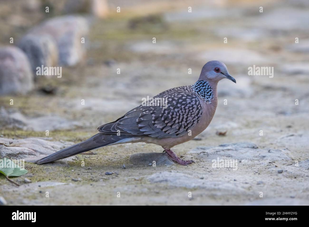 Dove tachetée, Spilopelia chinensis, Uttarakhand, Inde Banque D'Images