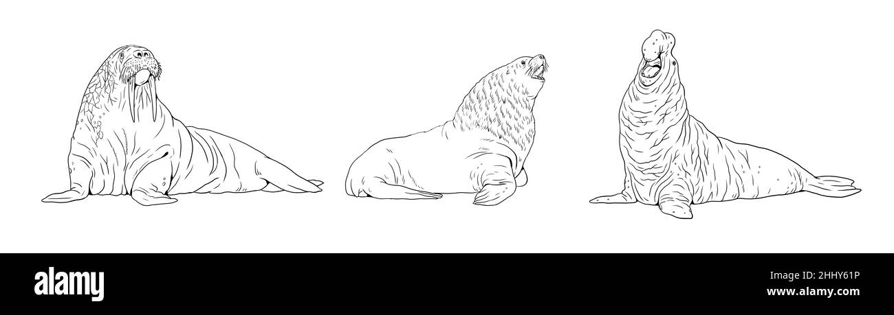 Comparaison entre le morse, le phoque d'éléphant et le lion de mer.Modèle numérique pour livre de coloriage. Banque D'Images