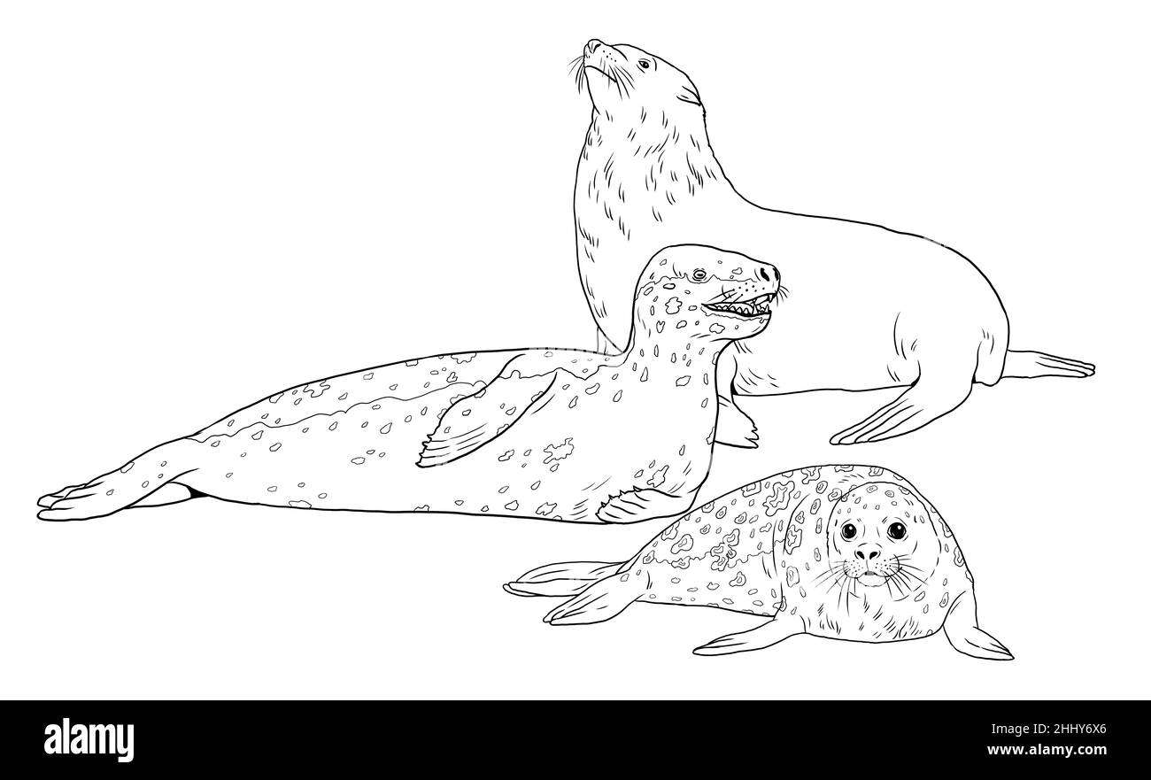 Comparaison entre les joints Leopard, les joints et les joints en fourrure.Modèle numérique pour livre de coloriage avec pinnipped. Banque D'Images