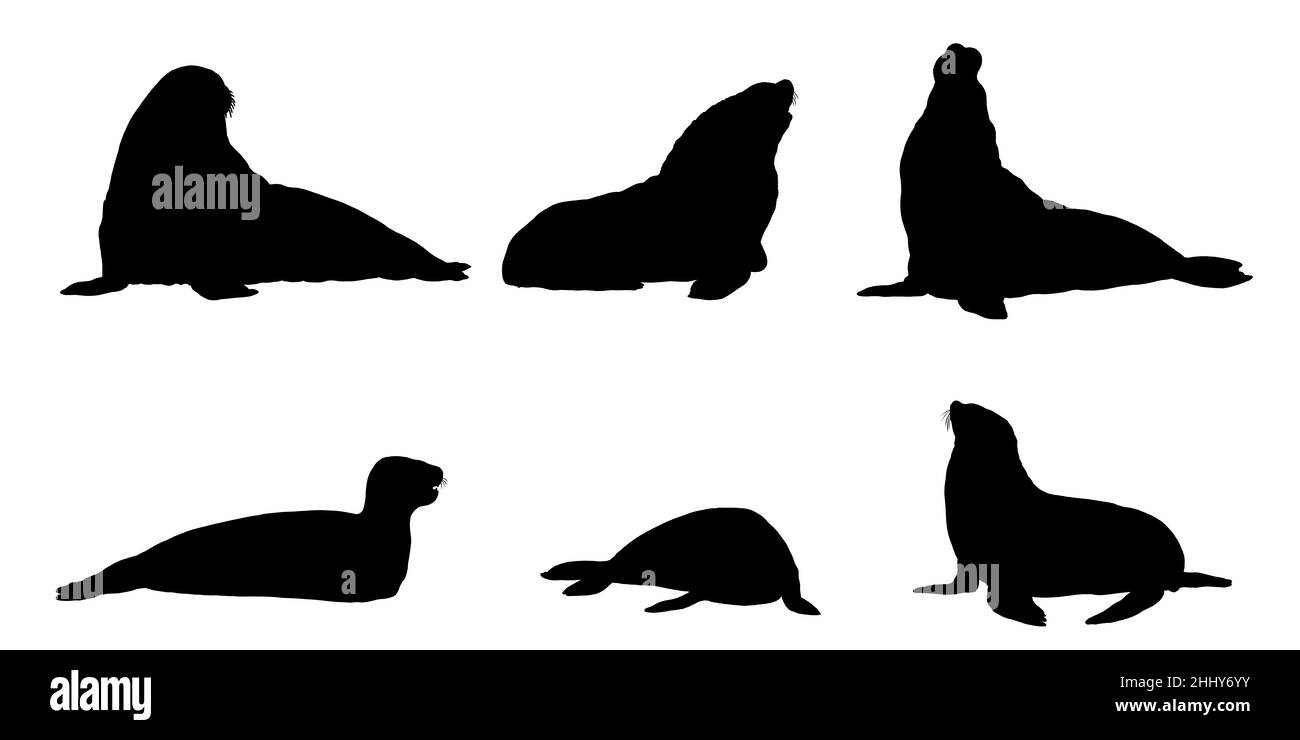 Comparaison entre le morse, le phoque d'éléphant, le phoque léopard et le lion de mer. Illustration de la silhouette des joints. Banque D'Images