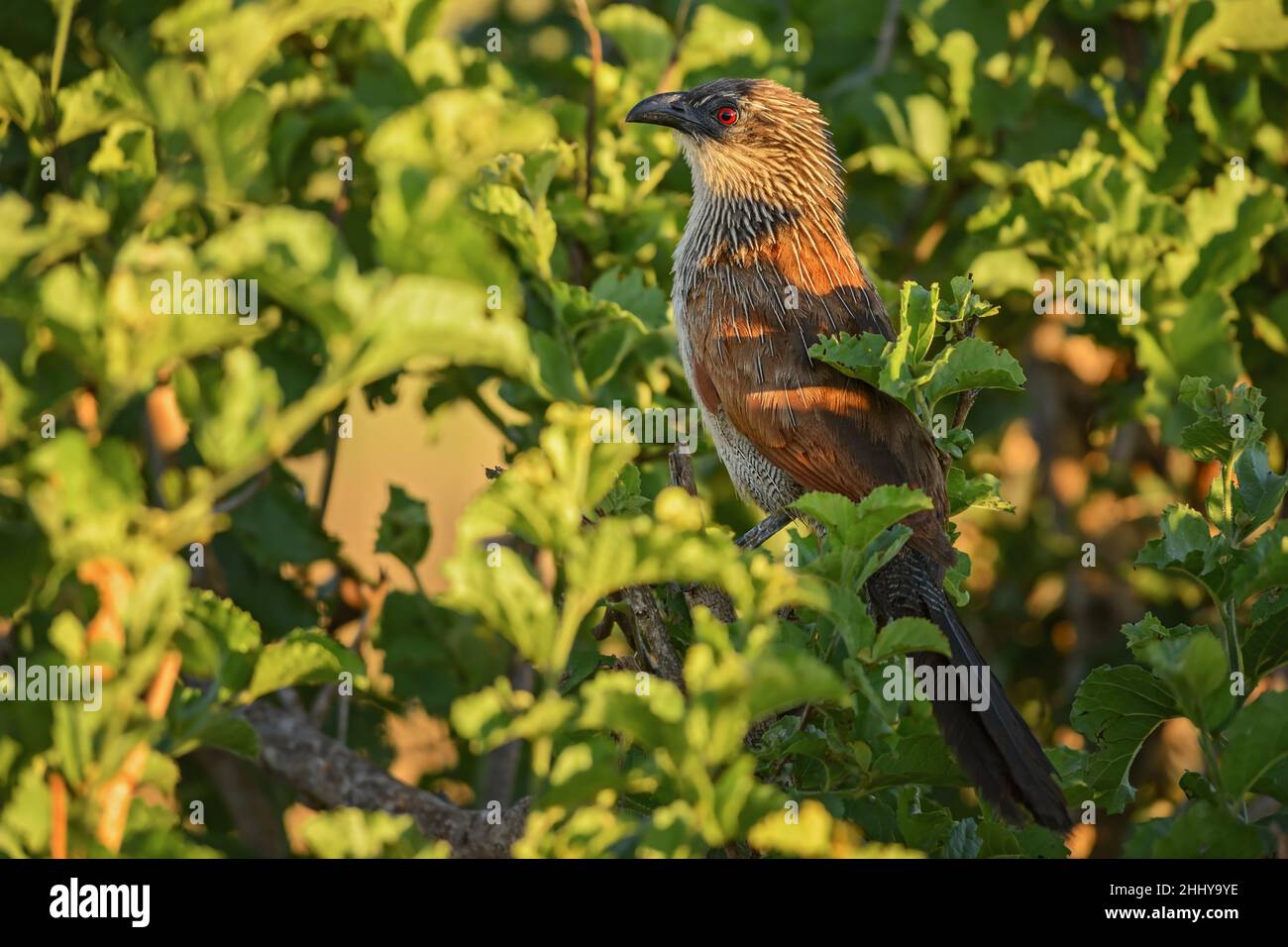 Coucal noir - Centropus grilii, cocoq commun de buissons et savanes africains, Tsavo est, Kenya. Banque D'Images