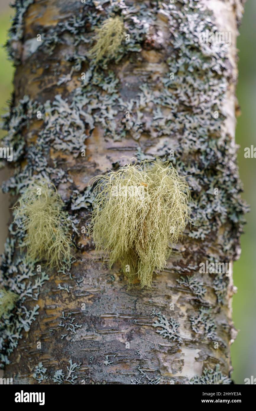 TAFJORD, NORVÈGE - 2020 JUIN 13.Mousse sur un arbre dans la nature. Banque D'Images